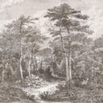 A,View,In,The,Forest,Of,Arcachon,,Vintage,Engraved,Illustration.