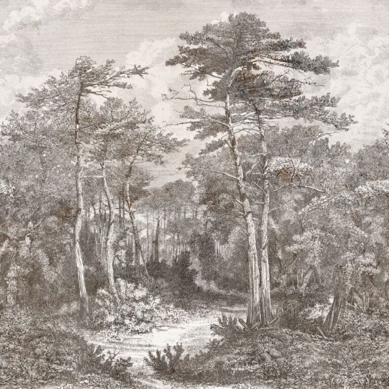A,View,In,The,Forest,Of,Arcachon,,Vintage,Engraved,Illustration.