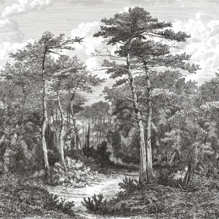 A,View,In,The,Forest,Of,Arcachon,,Vintage,Engraved,Illustration.