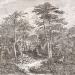 A,View,In,The,Forest,Of,Arcachon,,Vintage,Engraved,Illustration.