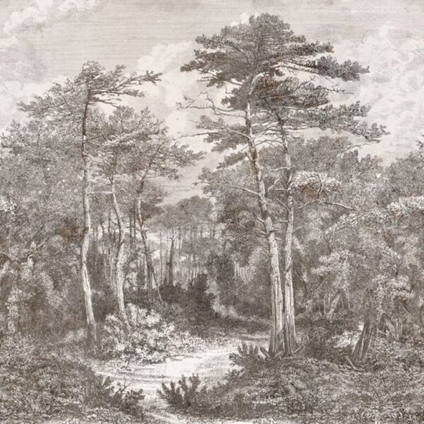 A,View,In,The,Forest,Of,Arcachon,,Vintage,Engraved,Illustration.