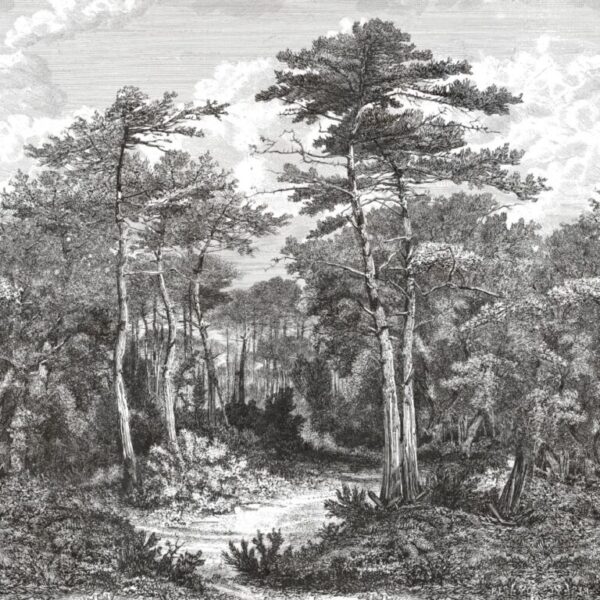 A,View,In,The,Forest,Of,Arcachon,,Vintage,Engraved,Illustration.