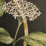 liberty london liberty magical plants jade 0729220 1