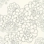 styqx aeonium clean white