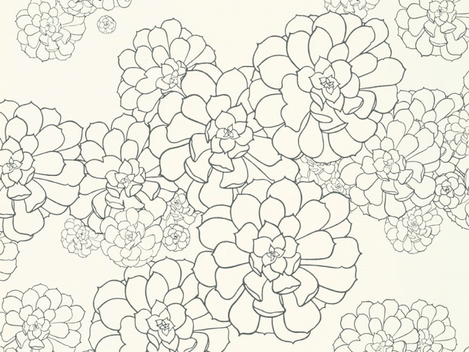 styqx aeonium clean white