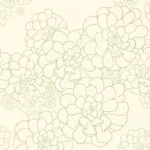 styqx aeonium wattle