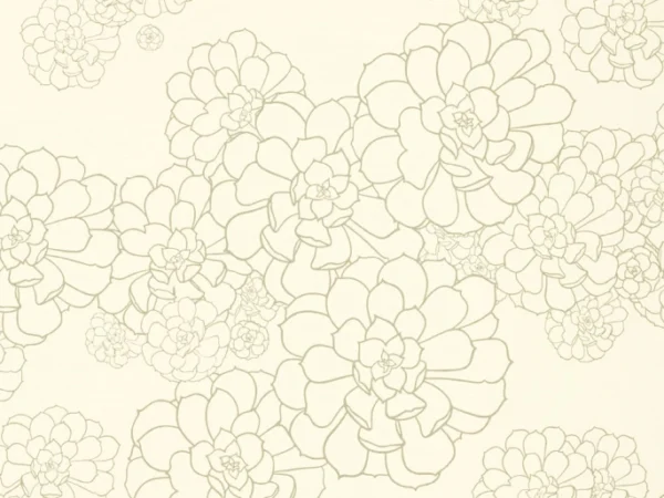 styqx aeonium wattle