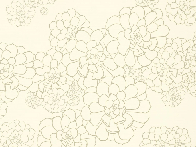 styqx aeonium wattle